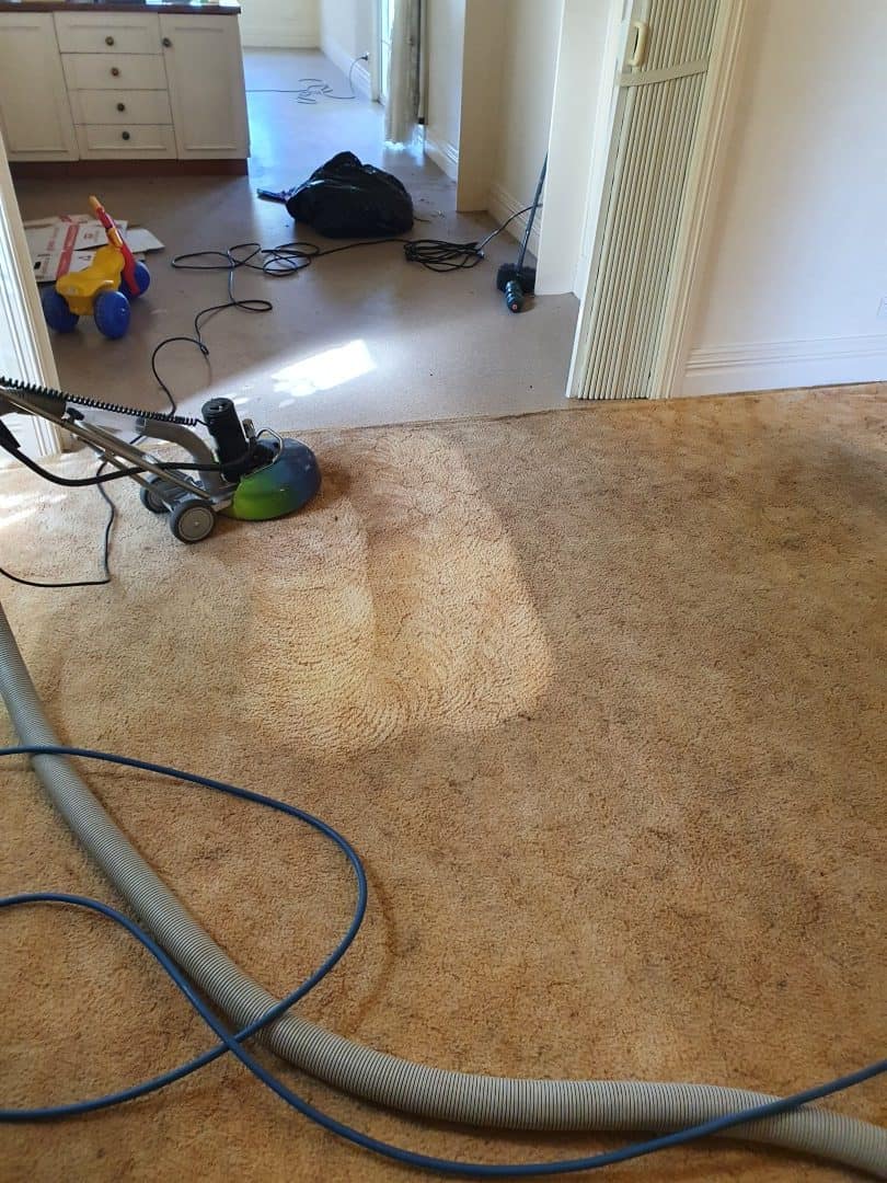 Carpet cleaning in progress - traffic lane lifting mid-clean