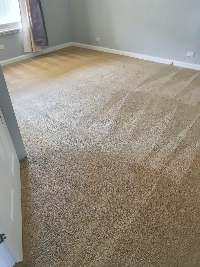 Freshly steam cleaned bedroom carpet with clean lines